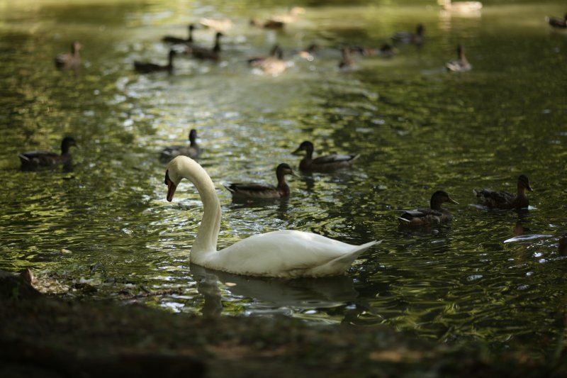 maksimir