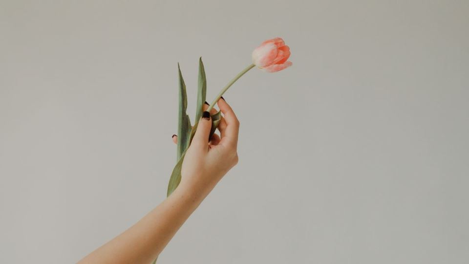 tulipan