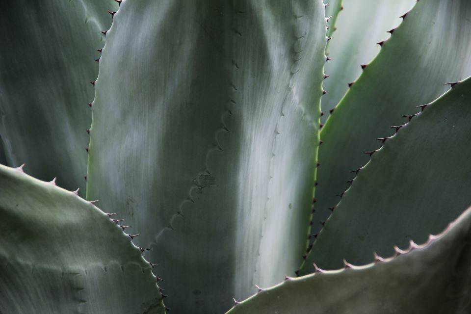 aloe vera