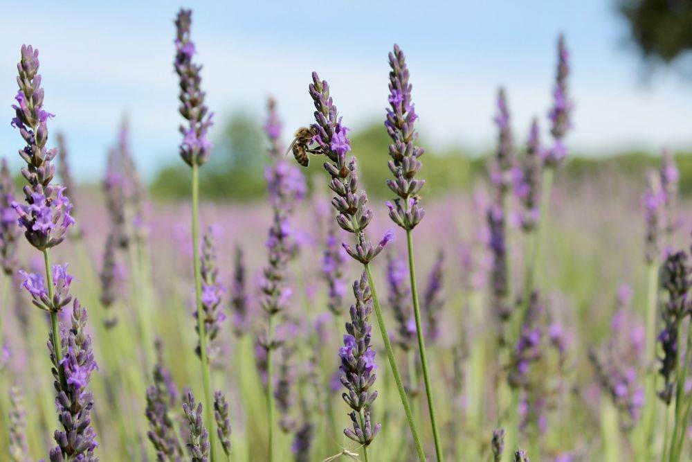 lavanda