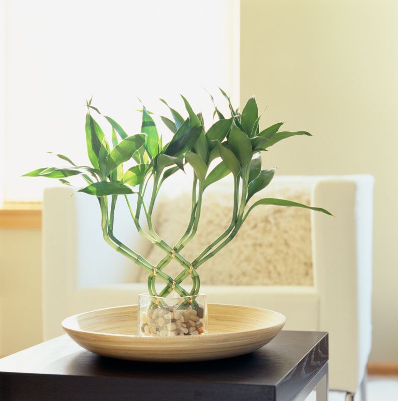 feng shui