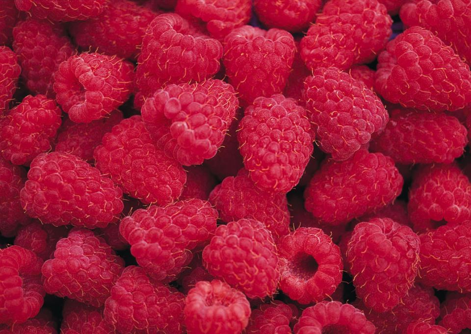 maline