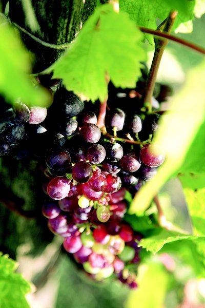 vina4
