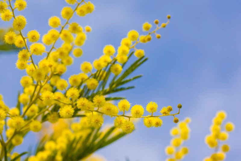 mimoze